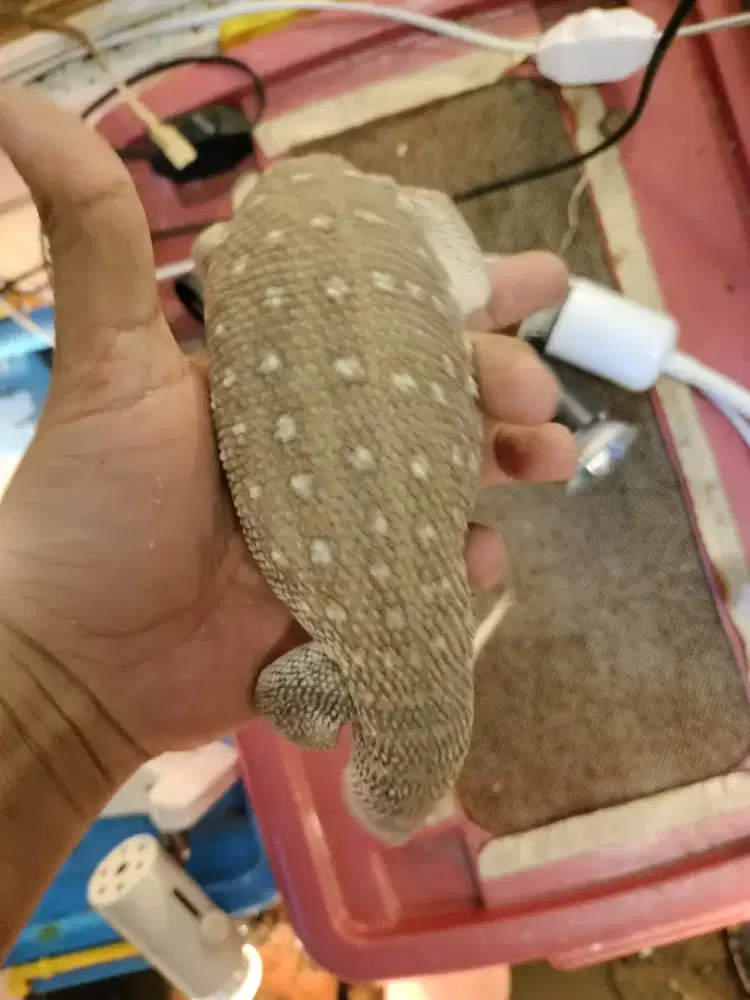 Savmon (Savana monitor)