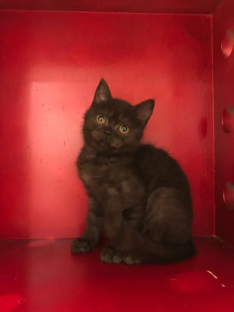 Scottish straight choco betina