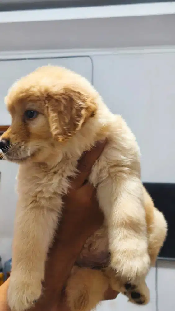 Golden retriever Female/Betina Bandung