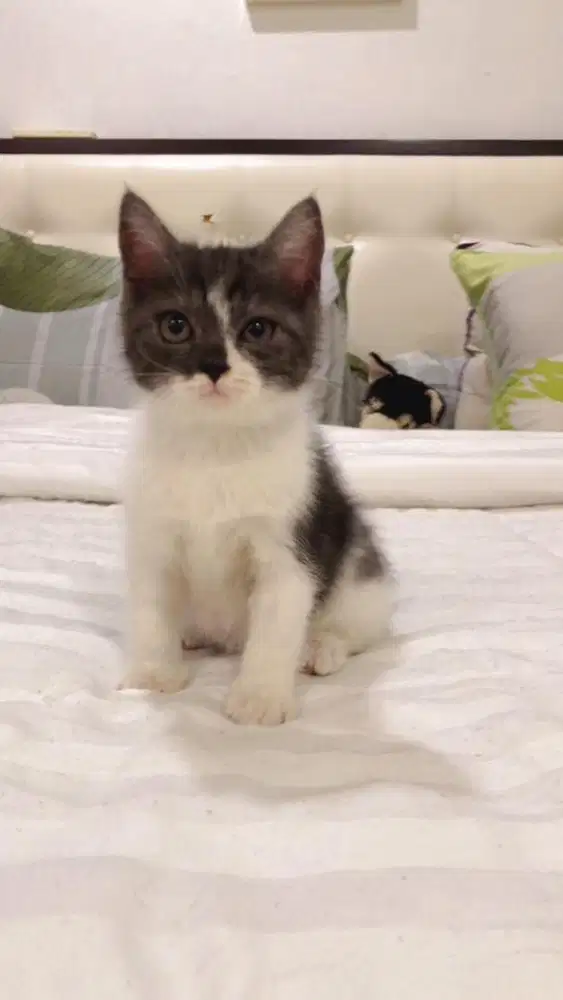 Scottish straight betina