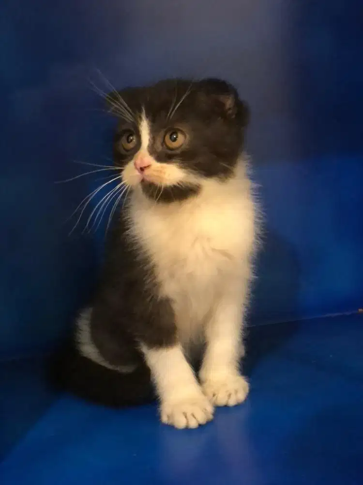 Scottish Fold mix Bsh Jantan