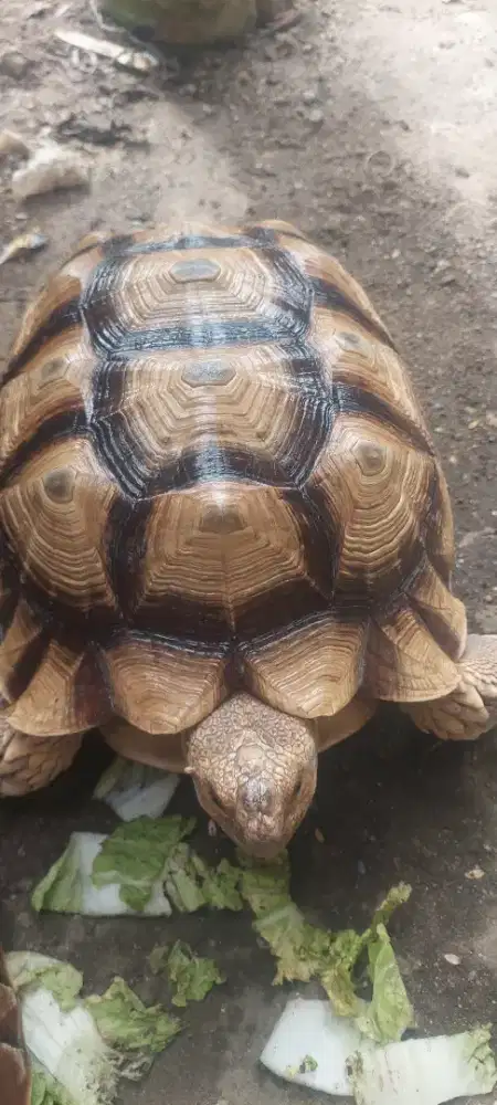 Sulcata 38cm smooth cerah dom tinggi