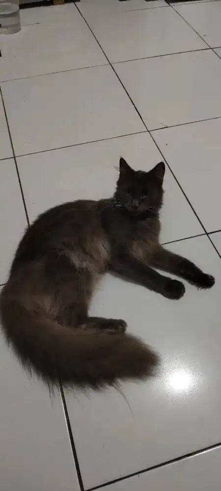 Kucing Russian Blue x Maine Coon