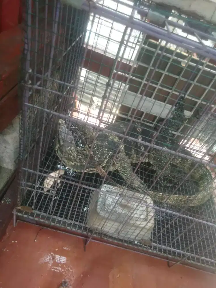 Di jual biawak hidup jumbo