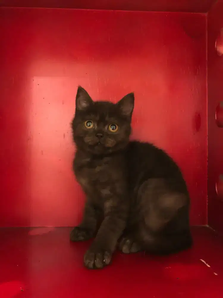 Scottish straight choco betina