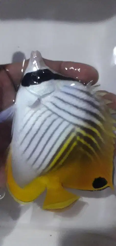 IKAN HIAS LAUT CAMPUR