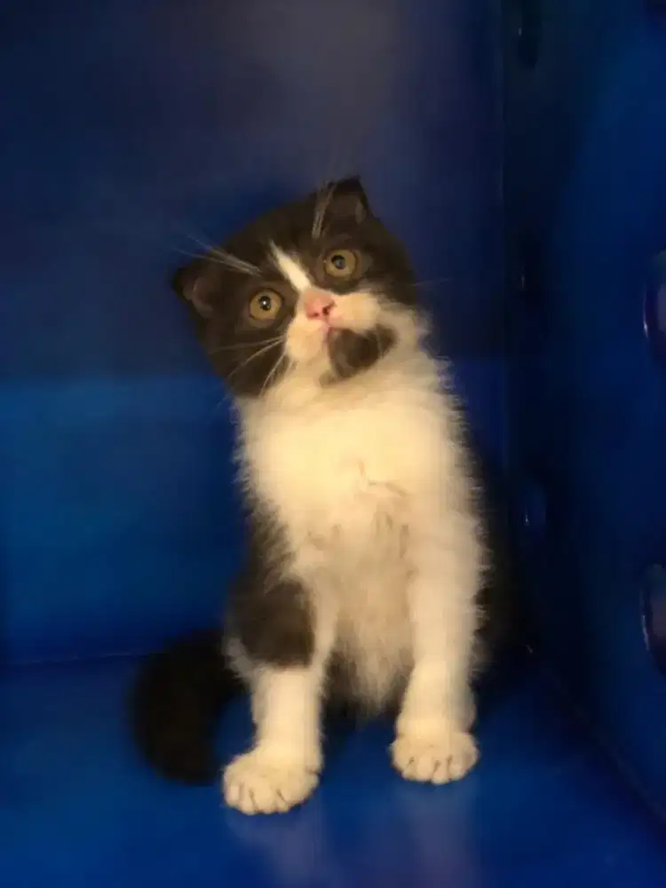 Scottish Fold bico jantan