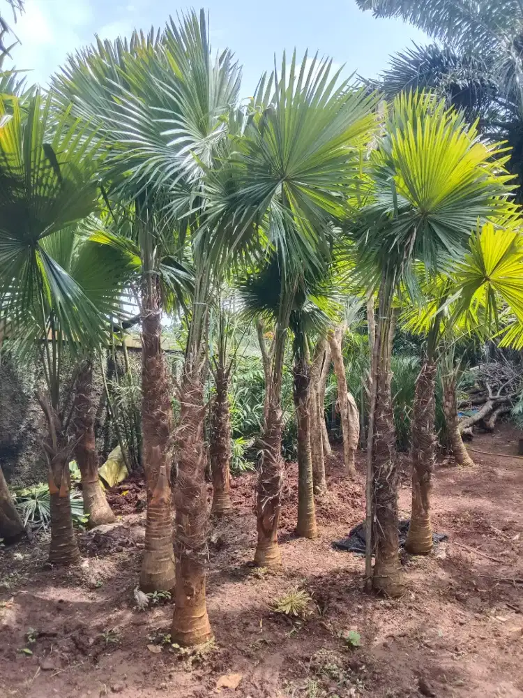 Pohon palem sadeng mimyak