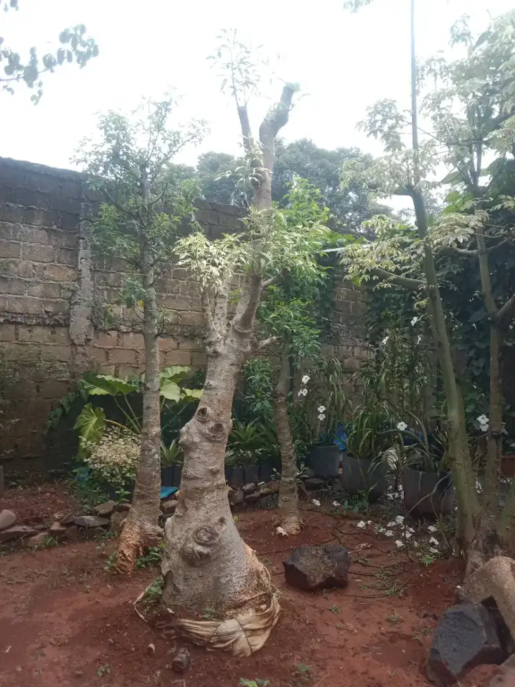 Pohon baobab parigata