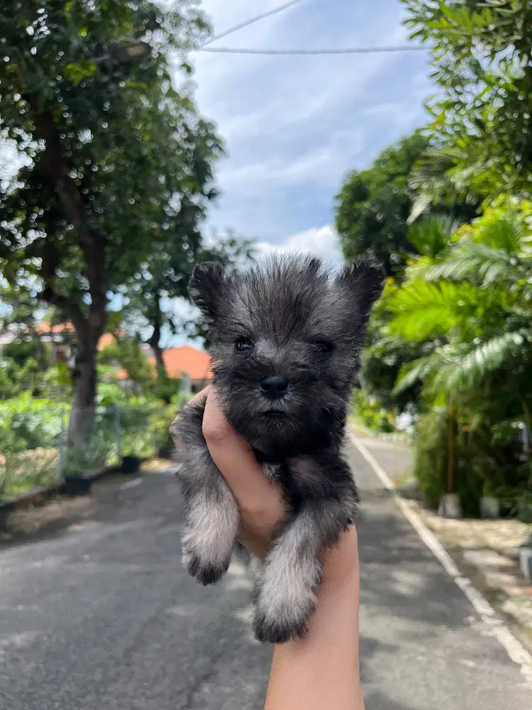Jual Miniature Schnazuer