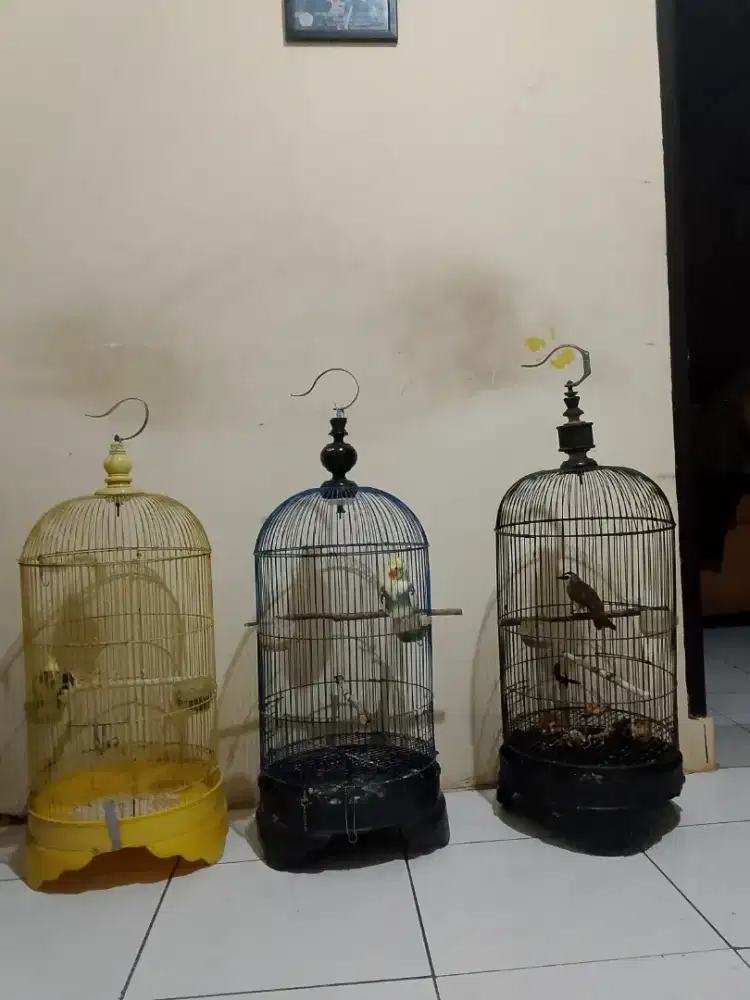 2 falk + trucuk + sangkar & hp