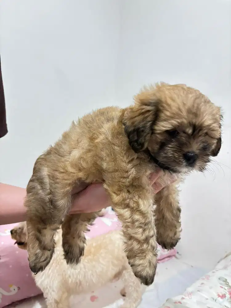 mix pomapoo x shihtzu
