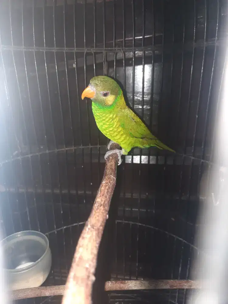 Lovebird lurik gacor masteran viral..