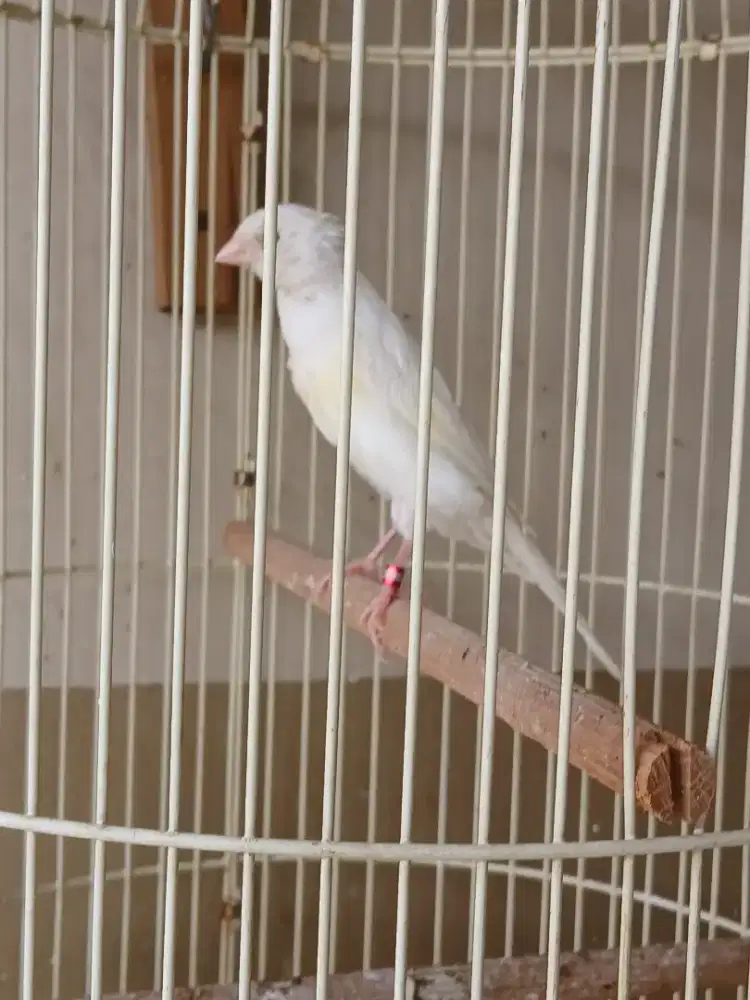 Kenari AFS paud jantan