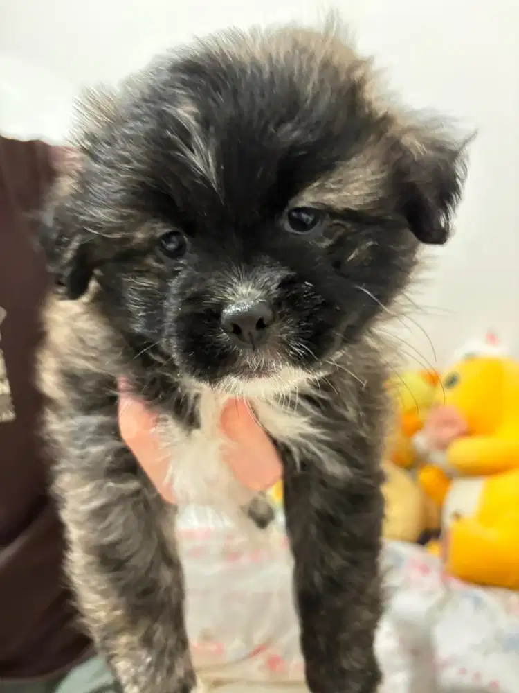 mix pomapoo x shihtzu