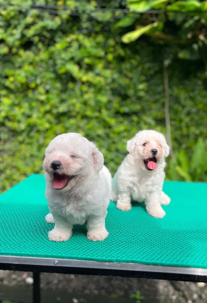 Anjing mini bichon frise