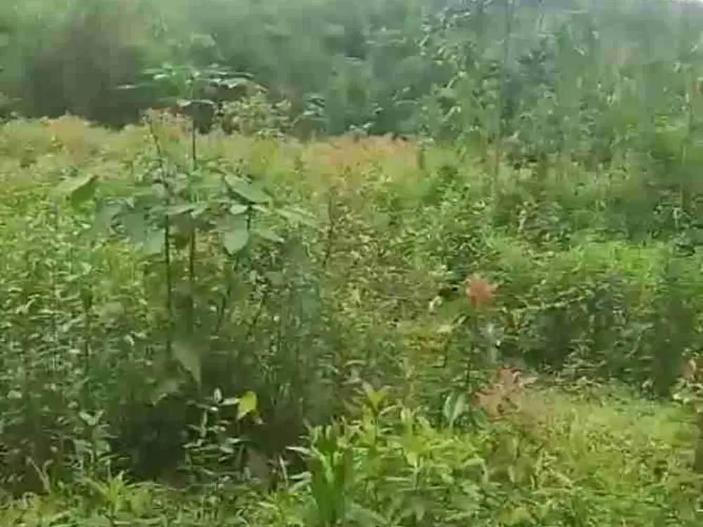 di jual lahan untuk peternakan akses truk di Jasinga Bogor barat