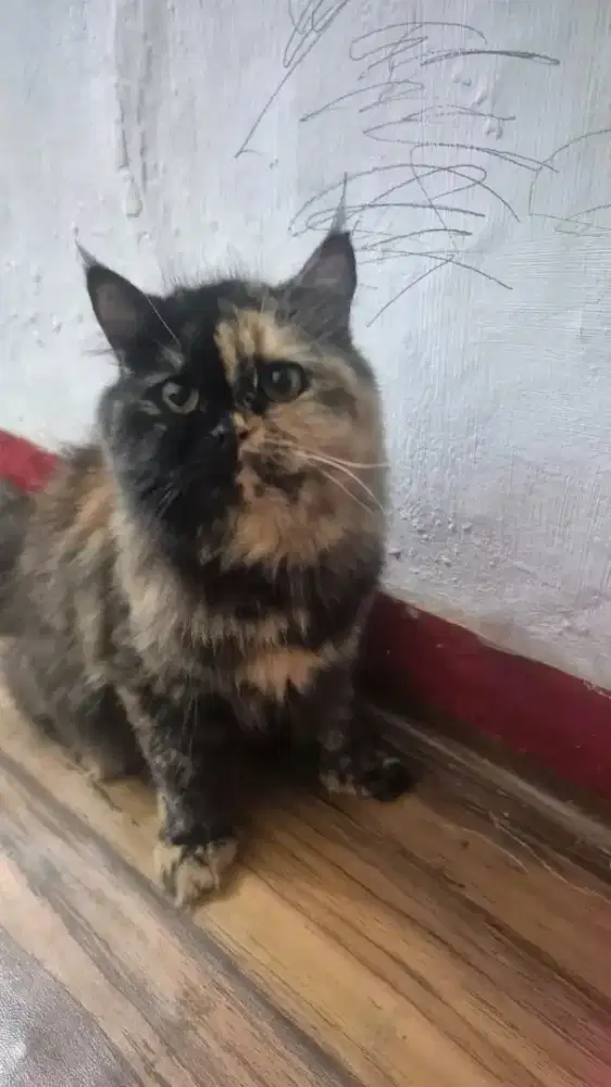 Kitten peaknose mix flatnose betina