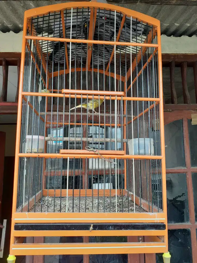 Kandang ebod kenari jantan
