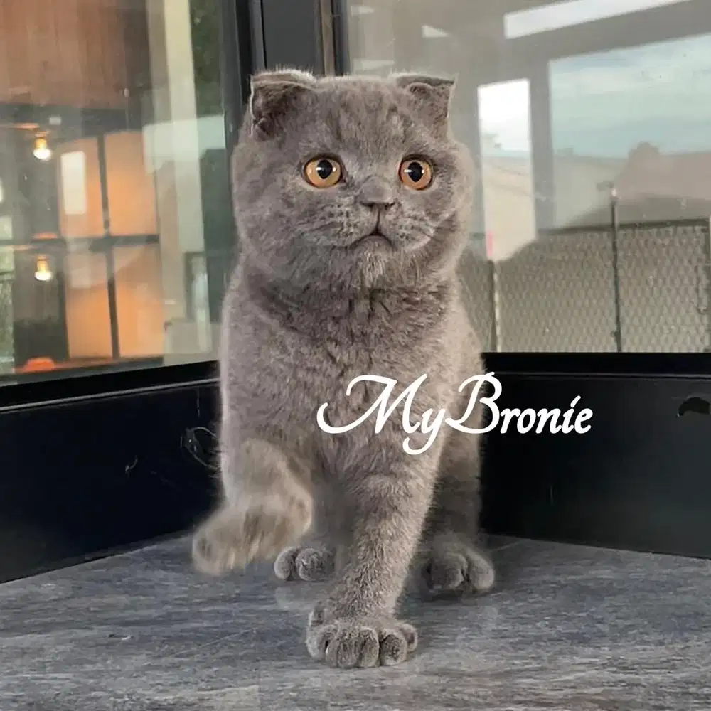 Kucing scottish fold anakan import