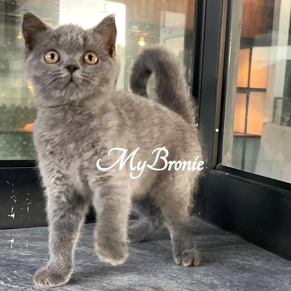 Kucing british shorthair betina anakan import