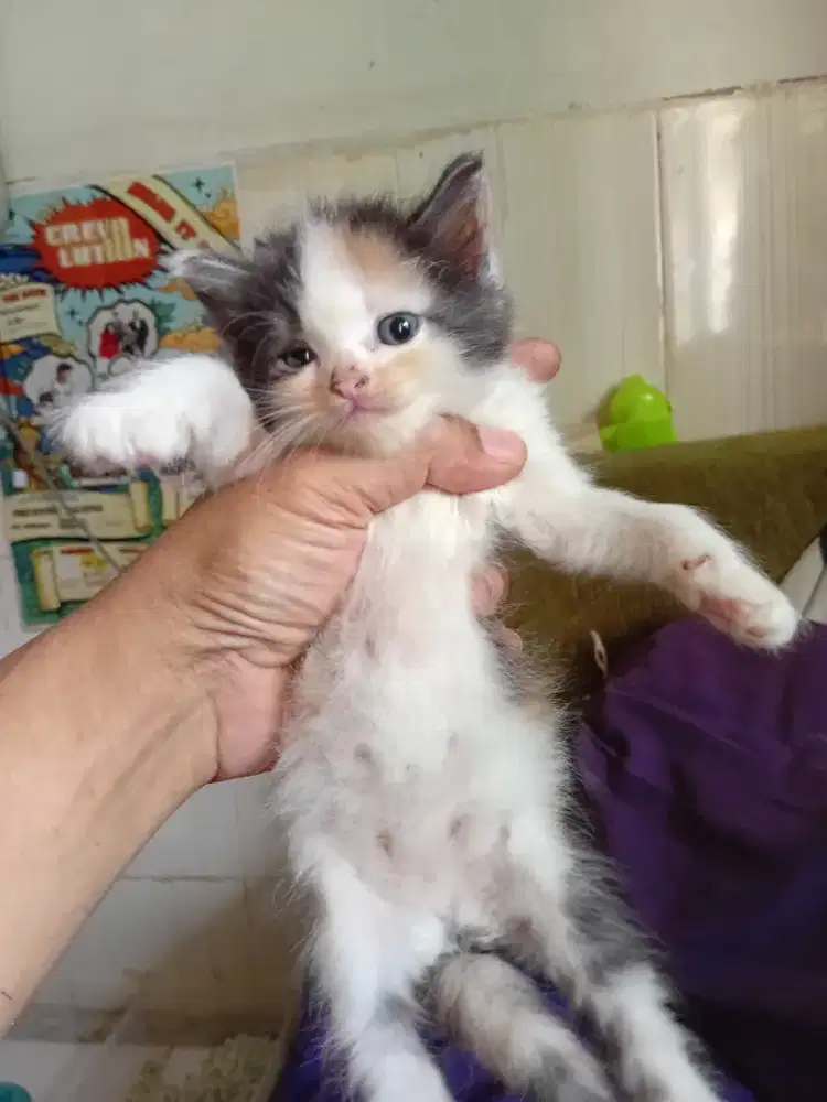 Sepasang kitten Persia longhair sehat