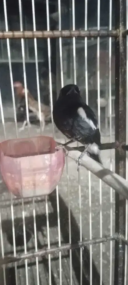 Burung dencu jantan dewasa