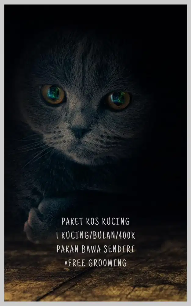 Penitipan kucing jogja, grooming kucing jogja, petshop jogja