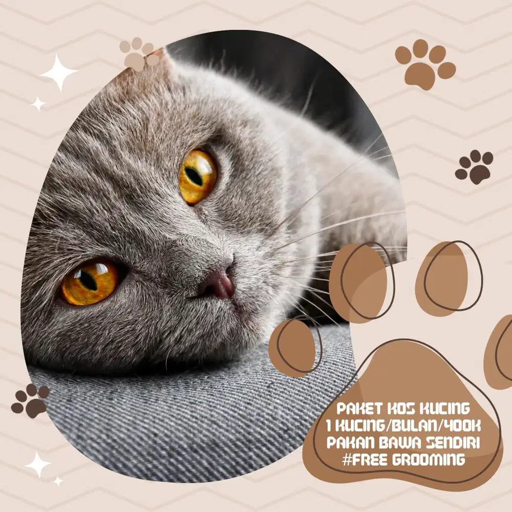 Penitipan kucing jogja, grooming kucing jogja, petshop jogja