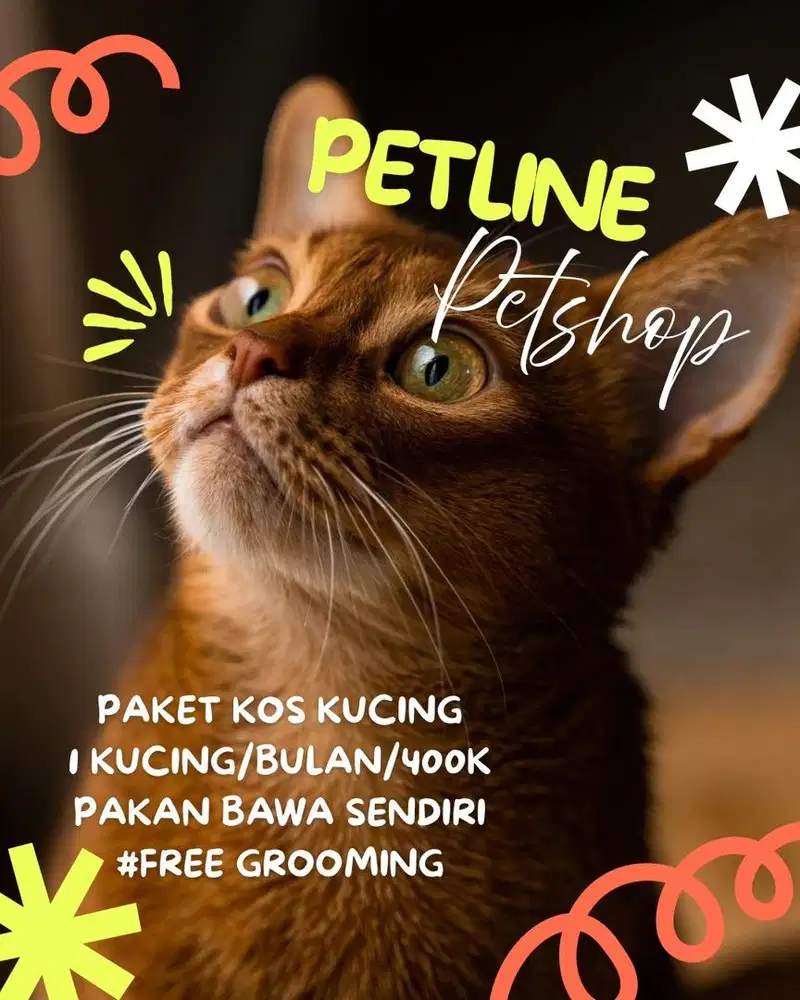 Penitipan kucing jogja, grooming kucing jogja, petshop jogja