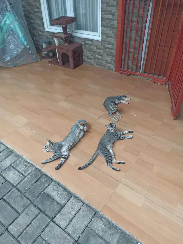 Adob kitten, satuan / semua