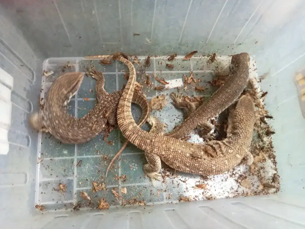 Savmon (savana monitor)