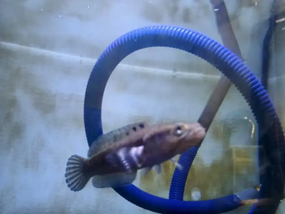 Channa blur pulchra 5 + 1 ekor red Barito