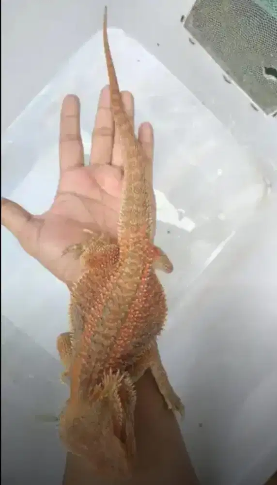 Braded dragon red haypo het trans