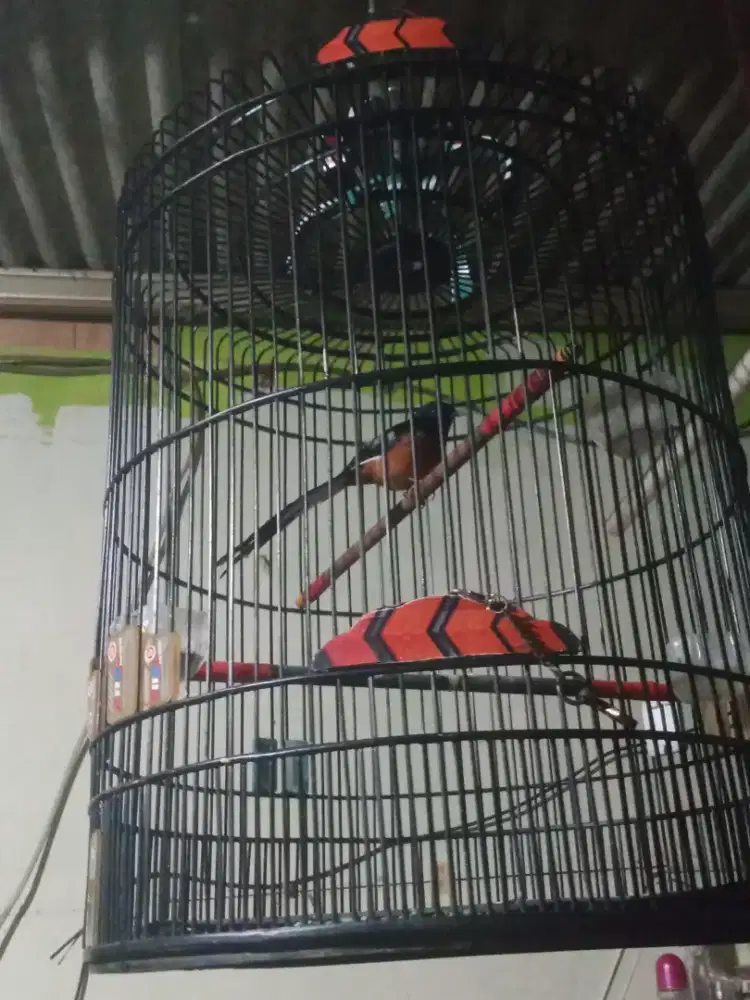 Edisi pensiun borongan