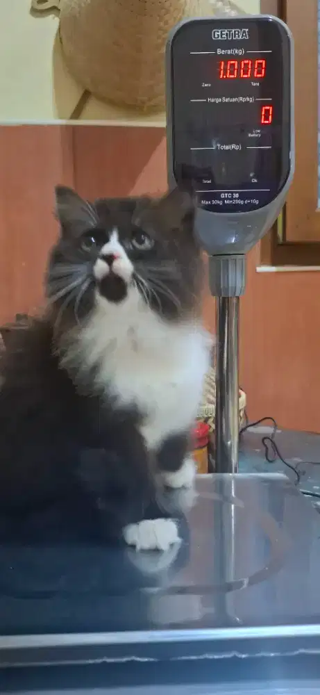 Kucing Himalaya dan persia