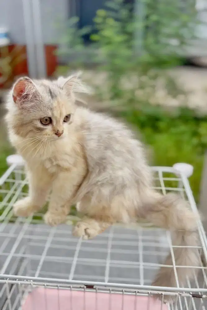 Persia Betina 3 Bulan