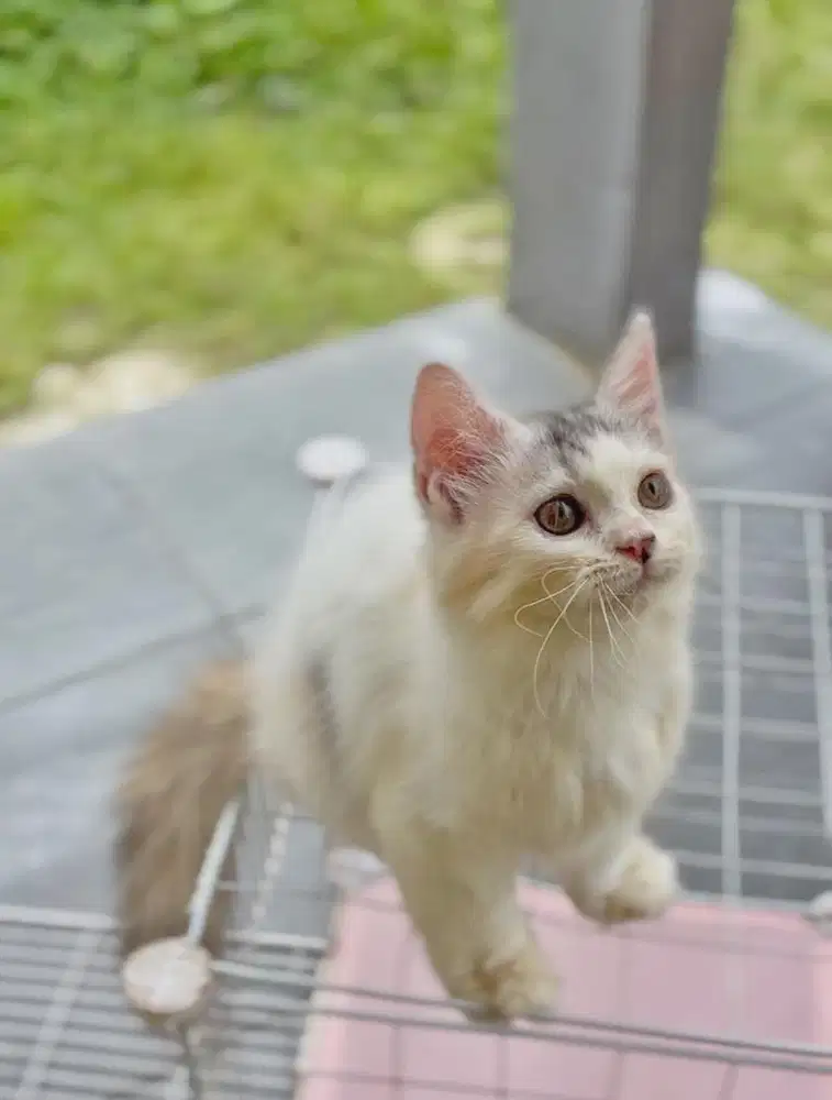 Persia Betina 3 Bulan