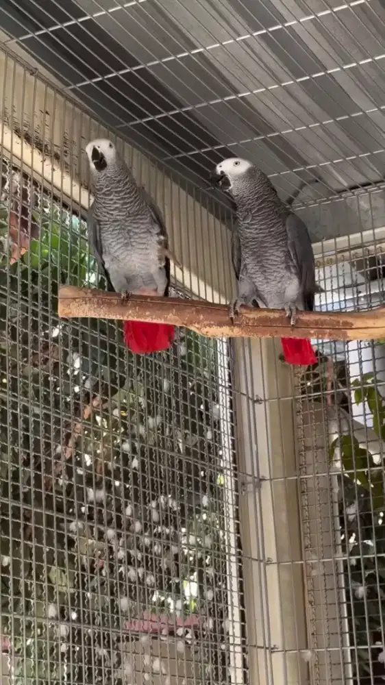 African Grey alias afgrey
