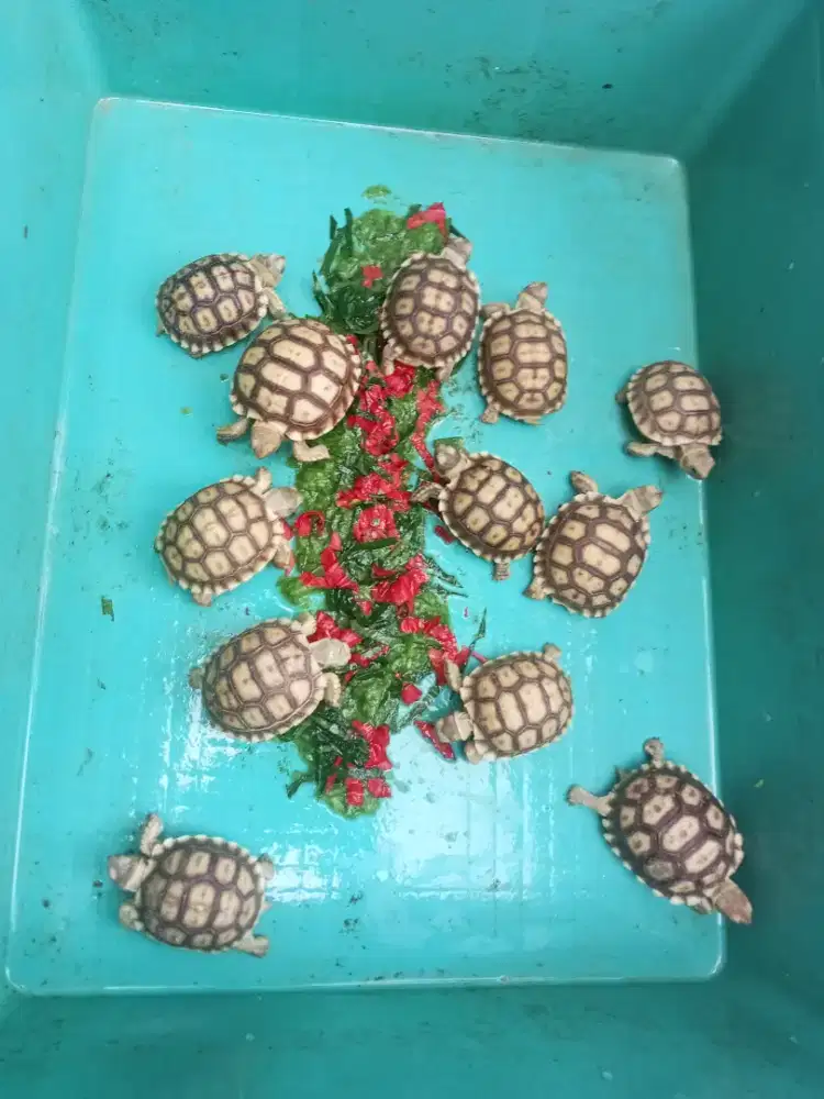 Kura kura sulcata cakep