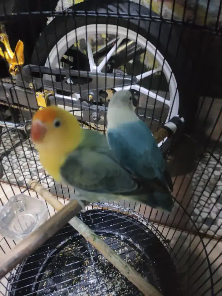 Lovebird betina gacor