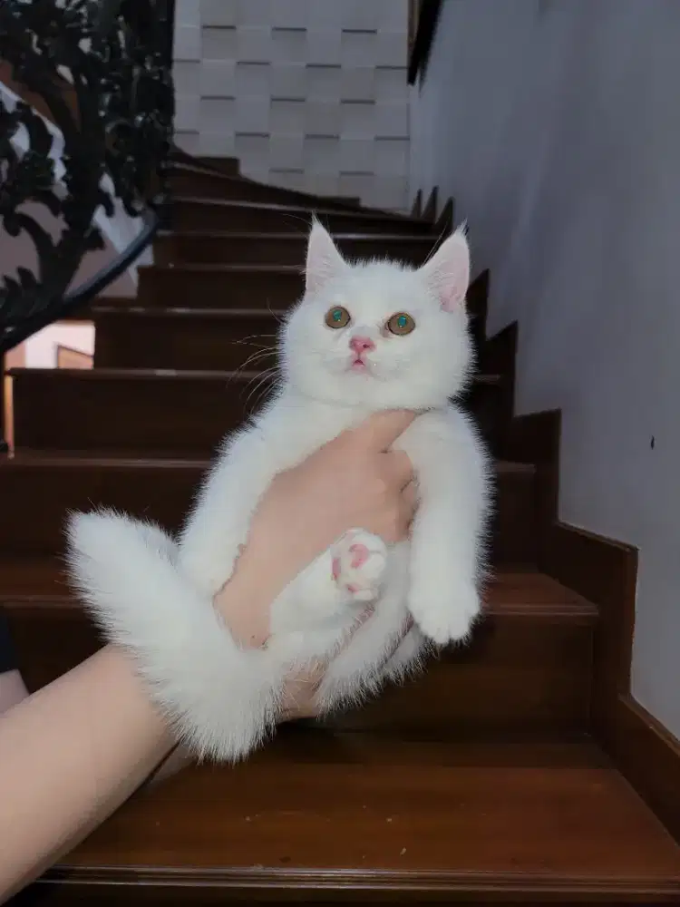 Open adops kitten BSH