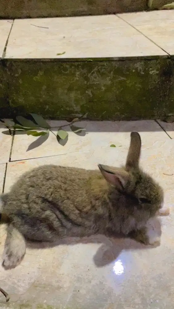 Jual salihan kelinci flemish giant x pure anggora