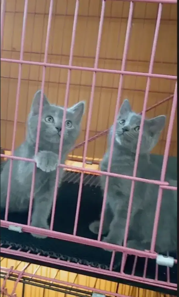 Duo mungil kucing busok nya kak betina semua