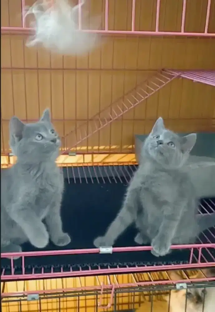 Kucing busok manis betina semua