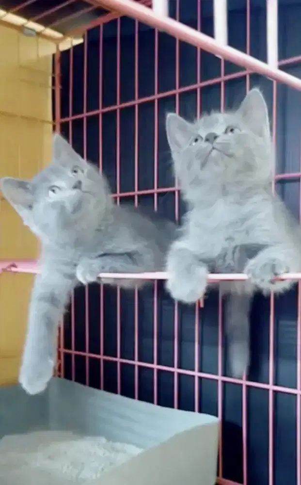 Kucing busok abu manisssss