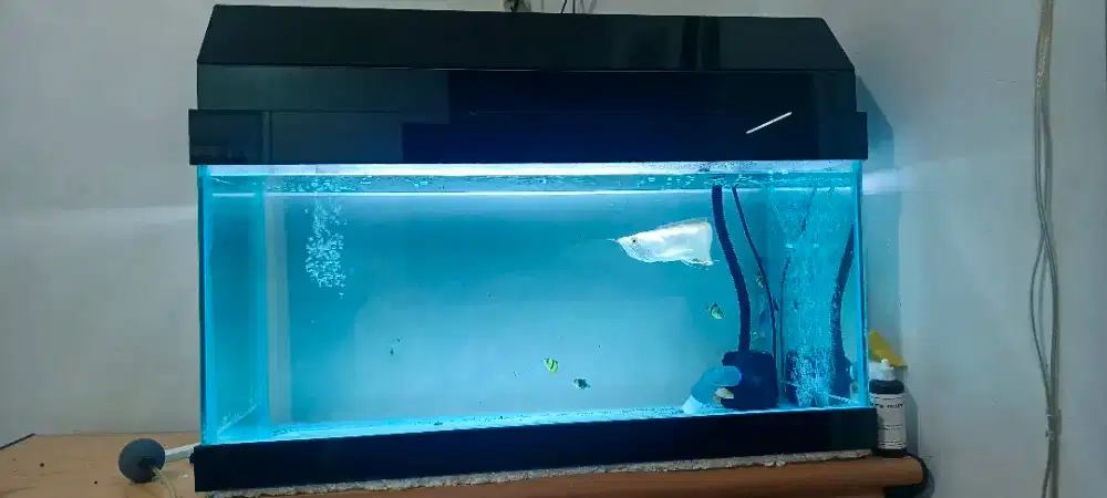 Aquarium 80x40x40