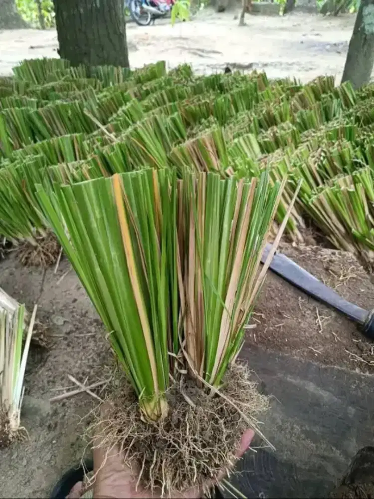 Rumput vetiver _ Rumput pencegah longsor