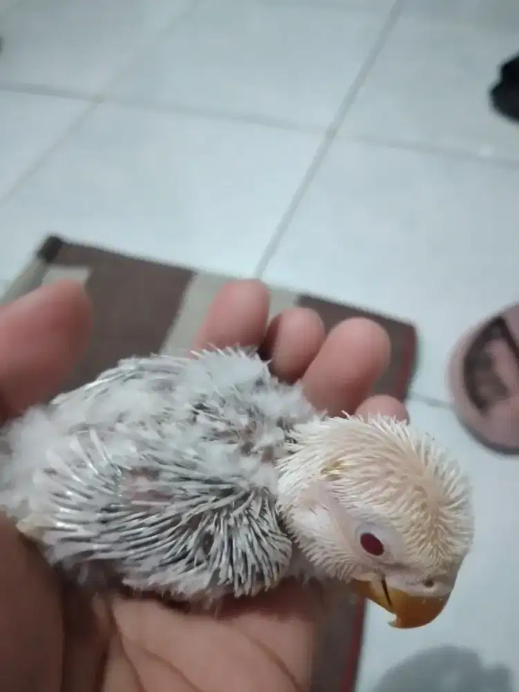 Lovebird Biola PF Vio