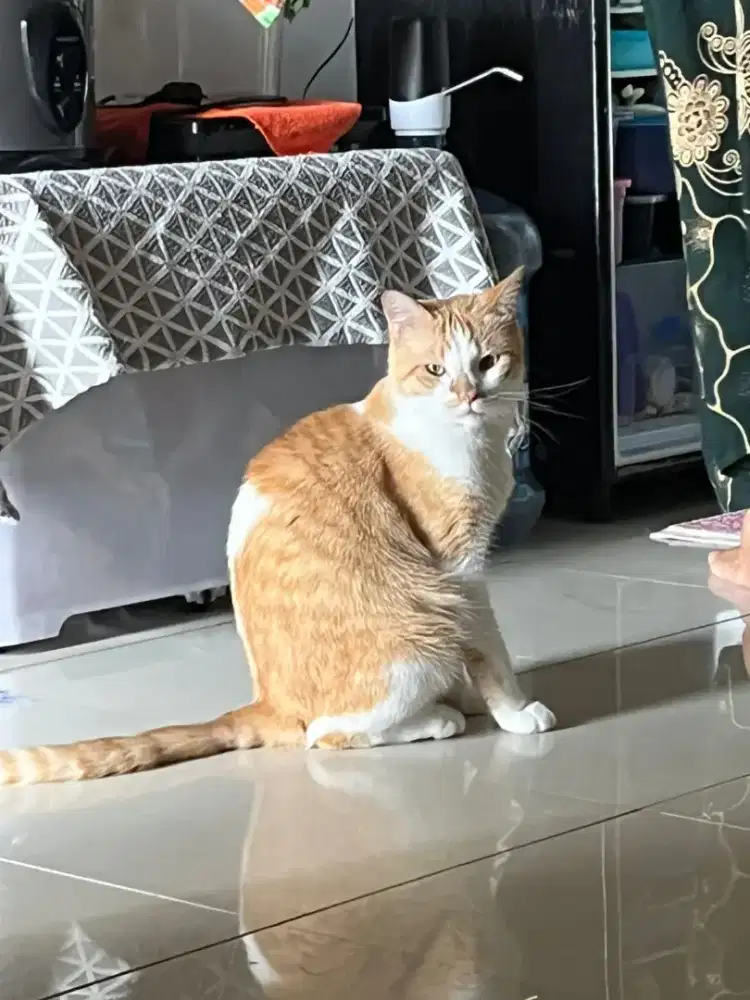 INDO pet Grooming panggilan